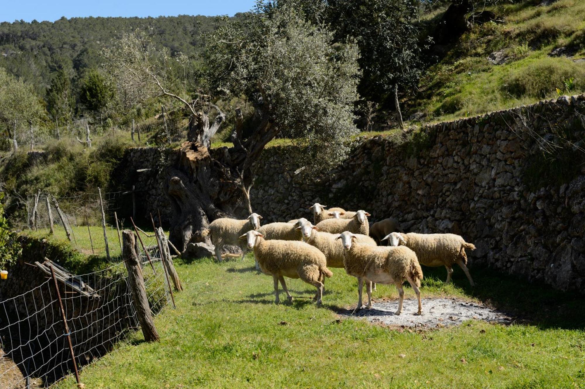 Valley Club Ibiza - Boutique Agroturismo Sant Joan De Labritja Eksteriør billede